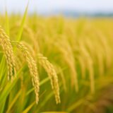 コメ価格は今後も高騰するのか？小泉農相の政策と日本人の“主食”のゆくえ