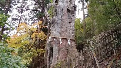 日本人と巨木信仰――御神木に宿るもの